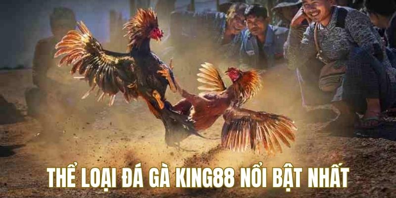 Thể loại đá gà KING88 đang nhận được nhiều sự ưa chuộng