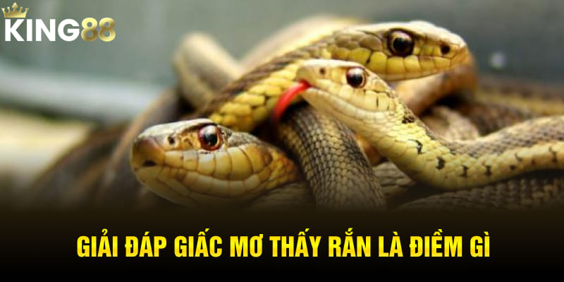 Giải đáp giấc mơ thấy rắn là điềm gì