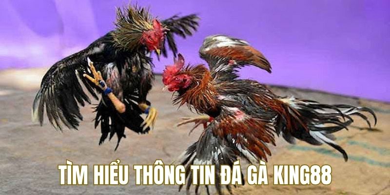 Thông tin về bộ môn cá cược đá gà tại KING88